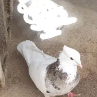 کبوتر سوسگی نر ماده شازده طوقی نر