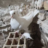 کبوتر