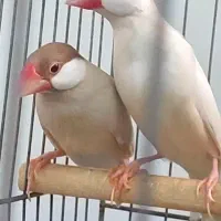 فنچ شکلاتی