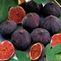 کود مخصوص درخت انجیر