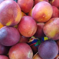 کارگر میوه فروشی محدوده شهرری