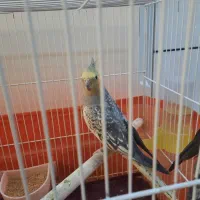 عروس هلندی ماده