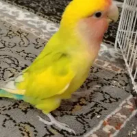 کوتوله فول دستی