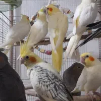 جوجه عروس هلندی فول رام و دستی