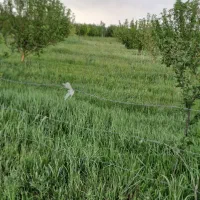 فروش-یک-قطعه-زمین-خالی-به-مساحت-3000متر-مربع-مرگور
