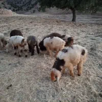 بره نر مخصوص نذر