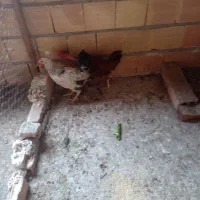 خروس گردن لختی ۴ ماهه