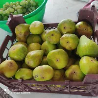 انجیر گلابی تازه خونگی