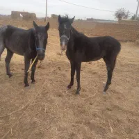 اسب مادیان با کره