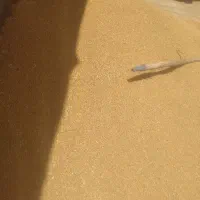 گندم گوهدشت