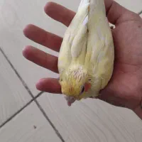جوجه سرلاکی