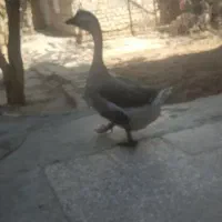 باسلام خدمت دوستان