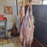بار جدید رسید گوسفند زنده عقیقه خوش طعم خوش پخت