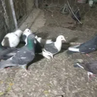 تعداد ۸ عدد کفتر نر وماده