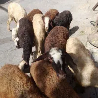 بره ماده میش و بره شیشک قوچ باسکویی