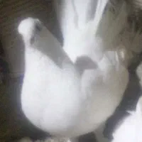 کبوتر