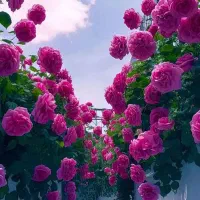 باغبان اقا