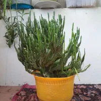 کاکتوس عربی