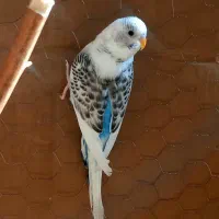 مرغ عشق نر