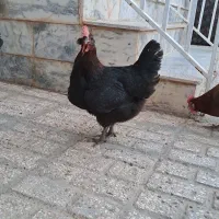 مرغ تخم گذار