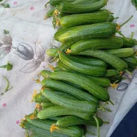 خیار گلخانه ای