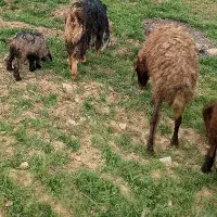 گوسفند مایه شربکی