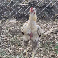 فروش خروس لاری