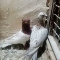 سلام دوتا کفترقلدور