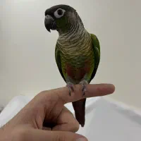 طوطی گرینچیک نر دستی و سخنگو