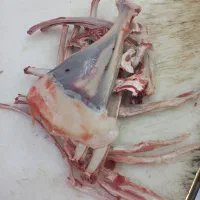 ضایعات برای سگ