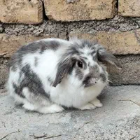 خرگوش