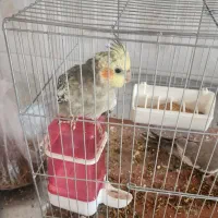یک جفت جوجه ۶ماهه عروس هلندی