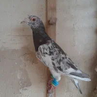 هفرنگ|پرنده|مشهد, جنت|دیوار