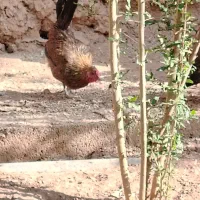 2 عدد مرغ کرچ