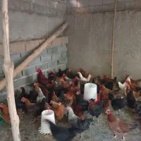 مرغ گلپایگان