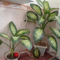 گل فروشی|گل و گیاه طبیعی|بانه, |دیوار