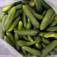 خیار سبز شوری