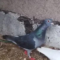 کبوتر|پرنده|سجاس رود, |دیوار