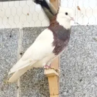 کبوتر