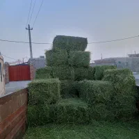 بیده پرس شده