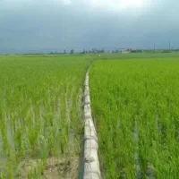 زمینت ۱۰برابر محصول میده با کودکانادایی