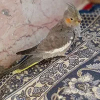 عروس هلندی
