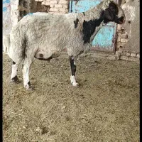 قوچ بروجردی