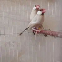 فنچ معاوضه با قناری