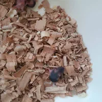 همستر|موش و خرگوش|آبیک, |دیوار
