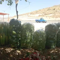 خیار کدو لوبیا سبز ذرت