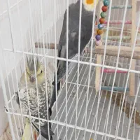 گمشده گمشده