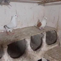 چهار عدد کبوتر