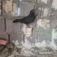 کفتر زاغ نر سربند مست