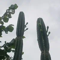 کاکتوس پریانوس..